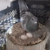 نرماده پلاکی
