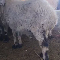 گوسفند|حیوانات مزرعه|گوهرکوه, |دیوار