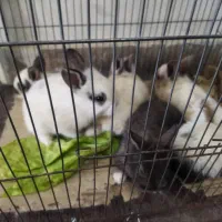 خرگوش مینیاتوری|موش و خرگوش|کرمانشاه, |دیوار