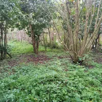 ۲۳۷متر مسکونی/سند تکبرگ/لوکیشن کوهپایه لاهیجان