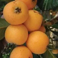 انبوه (ازگیل ژاپنی)شیرین و سالم
