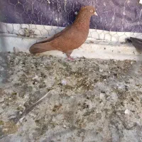 کبوتر جهت معاوضه