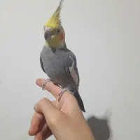 عروس هلندی|پرنده|بشاریات, |دیوار