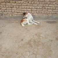 سگ ترکمن یک ساله