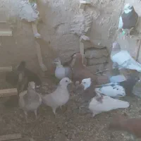 کفتر یا کبوتر|پرنده|مشهد, شهرک صنعتی توس|دیوار