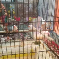 سه عدد فینج|پرنده|مرند, |دیوار