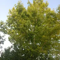 اجاره روزانه باغ مهریز