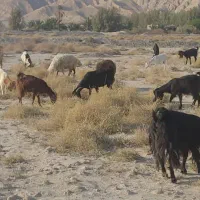 بز ابستن چند روز دیگ وقتشه|حیوانات مزرعه|ارد, |دیوار