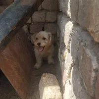 سگ نر توله سگ