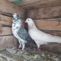 کبوتر غریبگیری