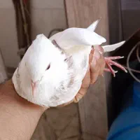 دو عدد کبوتر طوقی هفتزنگ|پرنده|شادگان, |دیوار