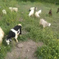 چپیش نر و ماده