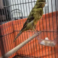 قناری سبز چمنی سوپر