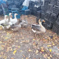 فروش ۸ غاز محلی|حیوانات مزرعه|سرعین, |دیوار