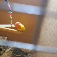 ساعت|ساعت دیواری و تزئینی|کرباسک, |دیوار