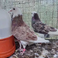 کفتر شازده سرور