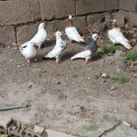 کبوتر تک پر و رنگی|پرنده|رامیان, |دیوار