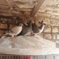 ستاجوجه بدرنگ