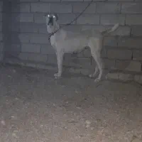 سگ ماده|سگ|پیشخور, |دیوار