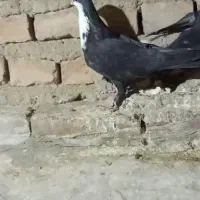 کبوتر|پرنده|خاش, |دیوار