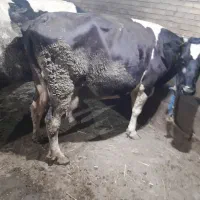 شیر گاو دارم هر روز ۱۵۰کیلو