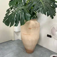 گل اپارتمانی|گل و گیاه طبیعی|بابل, |دیوار