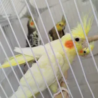 عروس هلندی