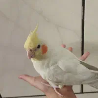 دو تا از عروس هلندی هام گمشدن