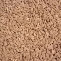 گندم بذری هشترود