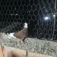 کبوتر غریب گیری|پرنده|مزرعه کتول, |دیوار