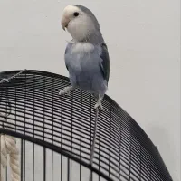 کوتوله برزیلی ماده با قفس