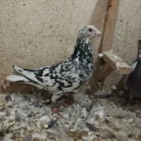 کفتر هفت رنگ دم سفیدوزرد دم سفیدجفت|پرنده|مشهد, امیر المومنین|دیوار