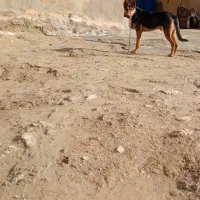 سگ ژرمن|سگ|بیستون, |دیوار