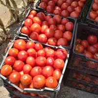 گوجه روسای فیال مخصوص ربع