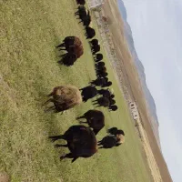 فروش بره ی نر و ماده