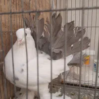 چتری و رواعب