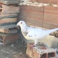 کفتر سرخ،سار،کرواتی|پرنده|شیروان (خراسان), |دیوار