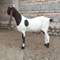 گتاچ فروشی|حیوانات مزرعه|ایرانشهر, |دیوار