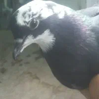 کفتر