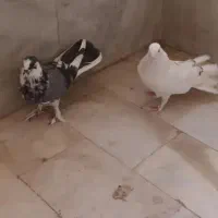 چند نوع کفتر|پرنده|اصفهان, طامه|دیوار