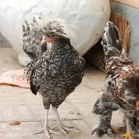 فروش مرغ سلطان|حیوانات مزرعه|اصفهان, پوریای ولی|دیوار