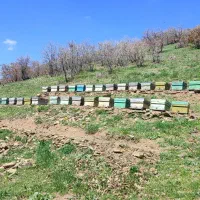 زنبورستان کارنیکا