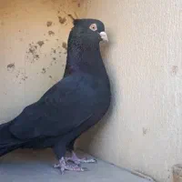 کبوتر زاغ|پرنده|سنندج, |دیوار