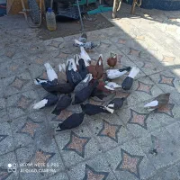 کفتر رنگی|پرنده|خرمشهر, |دیوار