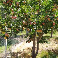 باغ ویلای 1500متر اردکلوی مرند