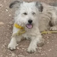 گمشده|حیوانات|سقز, |دیوار