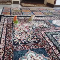 طوطی برزیلی صورت هلویی جفت