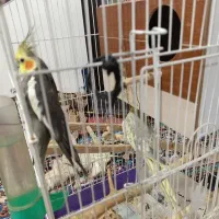 یک جفت عروس هلندی باقفس وکلبه به فروش می‌رسد|پرنده|پردیس, سیاه سنگ|دیوار