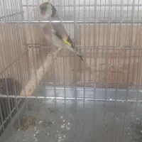 سهره شیرین کار کت باز کن