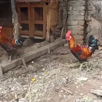 خروس لری اصیل